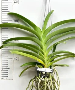 Vanda 140 Blooming Size - Image 2
