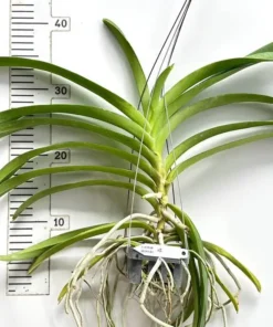 Alternative view of Vanda Sapphire Udon Gold Blooming Size