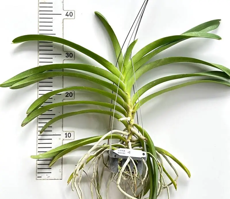Vanda Sapphire Udon Gold Blooming Size - Image 2