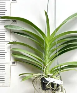 Alternative view of Vanda Meriilii x Dr Anek Blooming Size