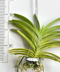 Alternative view of Vanda Rapeepath Yellow Blooming Size