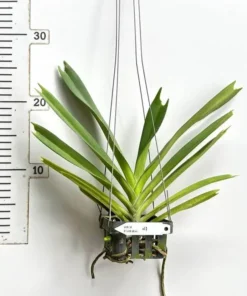 Alternative view of Rhynchostylis Retusa Alba ( RTS AB WHITE ) Blooming Size