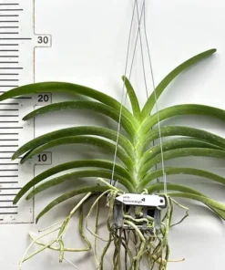 Alternative view of Vanda Boonseerm Delight Blue X Vanda 73 Blooming Size