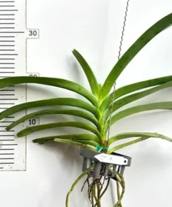 Alternative view of Vanda Yellow 18 (18) Blooming Size