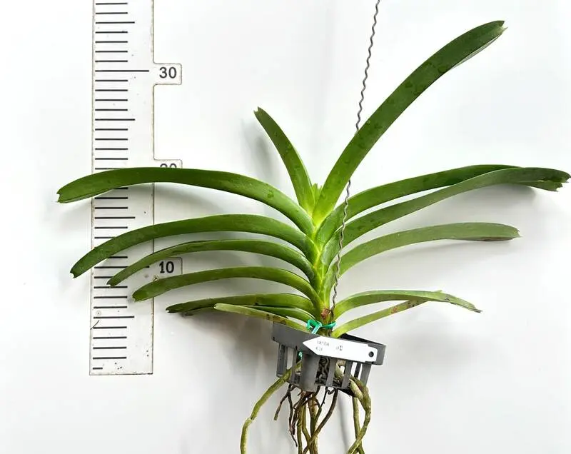 Vanda Yellow 18 (18) Blooming Size - Image 2
