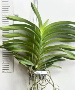 Vanda Jukkit Gold Blooming Size - Image 2