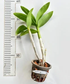 Alternative view of Dendrobium Dragon Smile Medium Size