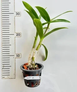 Alternative view of Dendrobium Pink 1 Medium Size