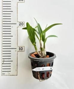 Alternative view of Dendrobium Paragon Splash 31 Medium Size