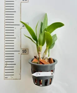 Alternative view of Dendrobium Red Gem Medium Size