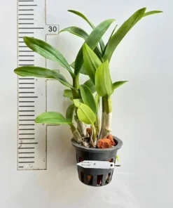 Alternative view of Dendrobium Diamond 1 Medium Size