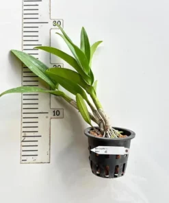 Alternative view of Dendrobium Sapphine Blue Medium Size