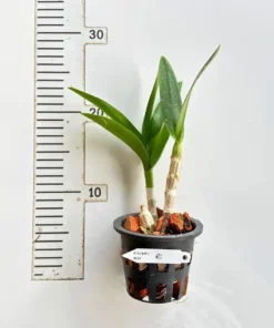 Alternative view of Dendrobium Surprise Blue Medium Size