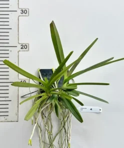 Alternative view of Ascocentrum Ampullaceum (AMP) Blooming Size