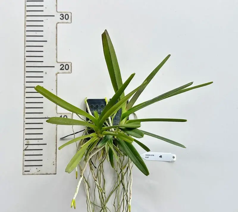 Ascocentrum Ampullaceum (AMP) Blooming Size - Image 2