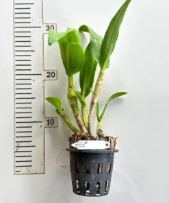 Alternative view of Ready to Flower Size Dendrobium King Dragon Red Pink