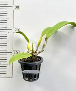 Alternative view of Cattleya Lady Gaga Blooming Size