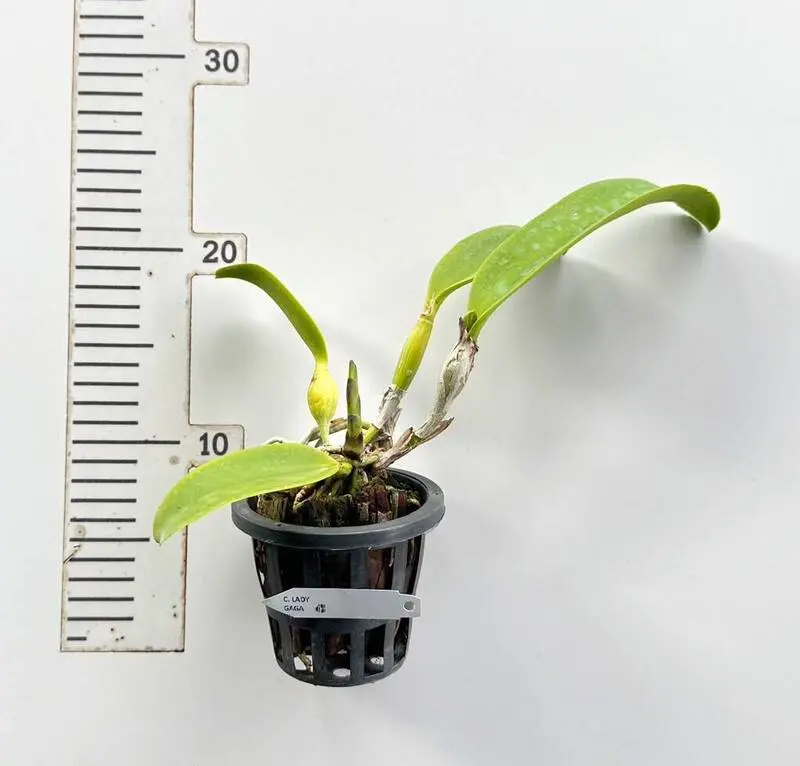 Cattleya Lady Gaga Blooming Size - Image 2