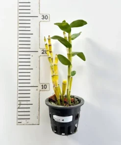 Alternative view of Nobile Akebono Blooming Size