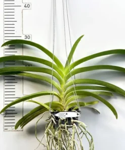 Alternative view of Vanda Jiraprapa x Pranermpai Blooming Size