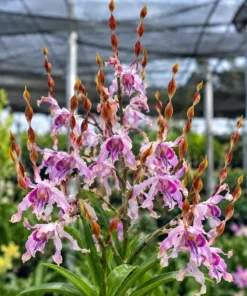 Antennatum Pink 12 Seedling