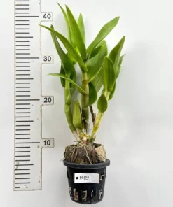 Alternative view of Ready to Flower Size Dendrobium Popey