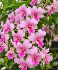 Ready to Flower Size Dendrobium Popey