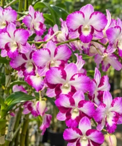 Dendrobium Dragon Smile Medium Size