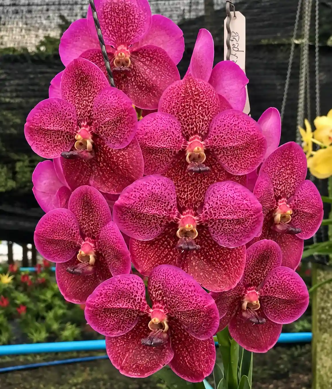 Vanda 25 Kulwadee Red x Kasem Delight Blooming Size