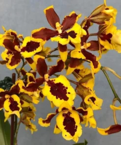 Oncidium Hwuludeen Blooming Size