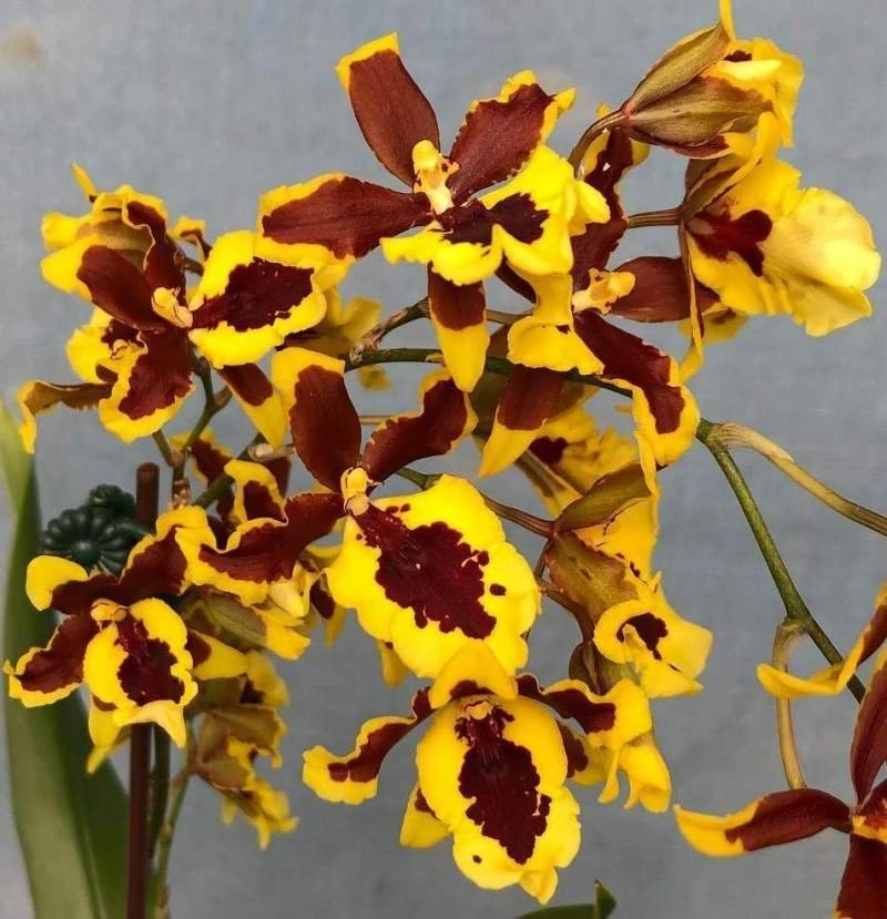 Oncidium Hwuludeen Blooming Size