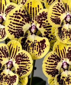 Phalaenopsis Cipher Spot Blooming Size