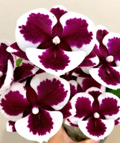 Phalaenopsis Clown Blooming Size