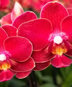 Phalaenopsis Velvet Kiss Blooming Size