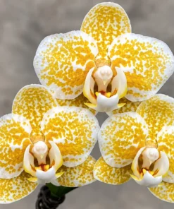 Phalaenopsis Rancho Bariloche Blooming Size