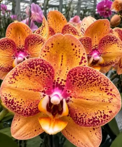 Phalaenopsis Luna Rosa Blooming Size