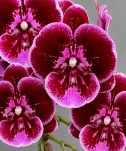 Phalaenopsis Empress Gem Blooming Size
