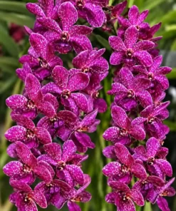 Rhynchostylis Thailand Blue Boy X Gigiantea Foxtail Blooming Size