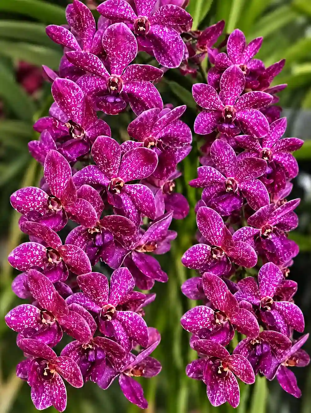Rhynchostylis Thailand Blue Boy X Gigiantea Foxtail Blooming Size