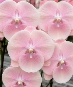 Phalaenopsis Meeting You Blooming Size