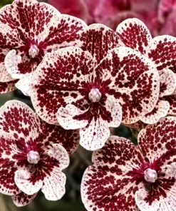 Phalaenopsis Honey Bambi Blooming Size