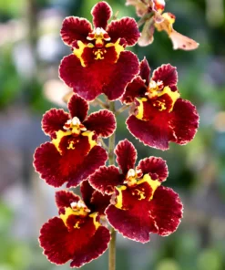 Tolumnia Red Velvet