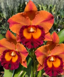 Cattleya Madonna Orange Blooming Size