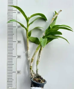 Ready to Flower Size Dendrobium Splash - Image 2