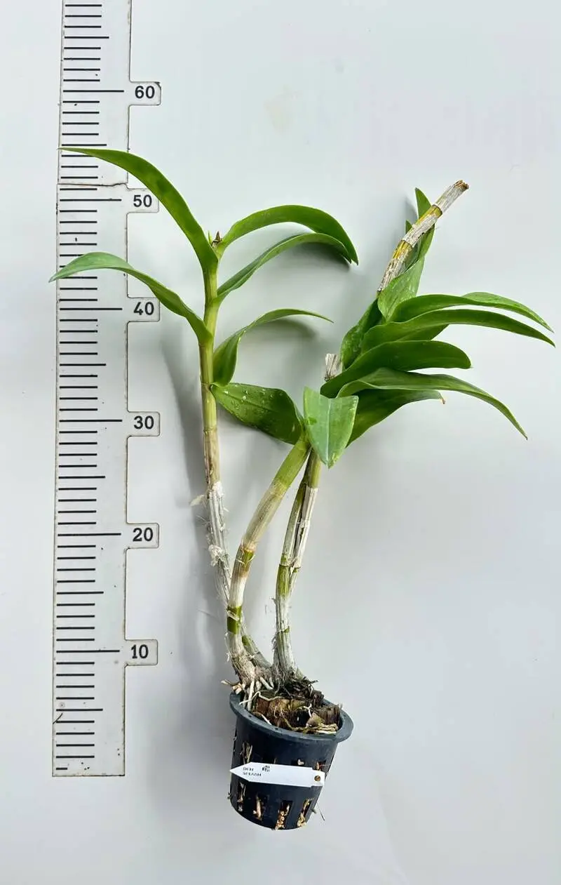 Ready to Flower Size Dendrobium Splash - Image 2