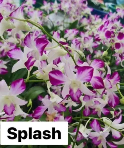 Ready to Flower Size Dendrobium Splash