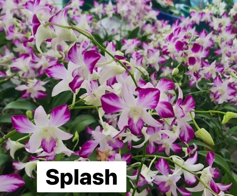 Ready to Flower Size Dendrobium Splash