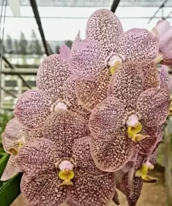 Vanda SS 125 MA Kulwadee Fragrance x Boris Seedling