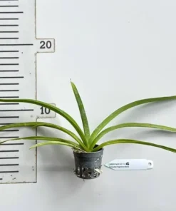 Vanda SS 125 MA Kulwadee Fragrance x Boris Seedling - Image 2