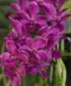 Rhynchostylis Thailand Blue Boy X Gigiantea Foxtail Blooming Size - Image 3